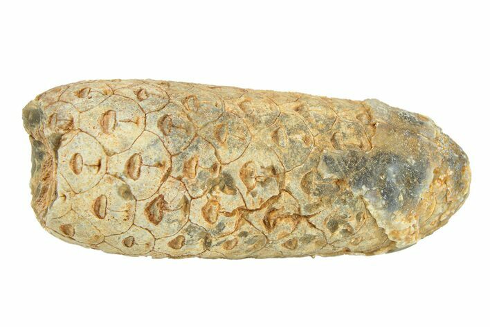 Fossil Seed Cone (Or Aggregate Fruit) - Morocco #288752